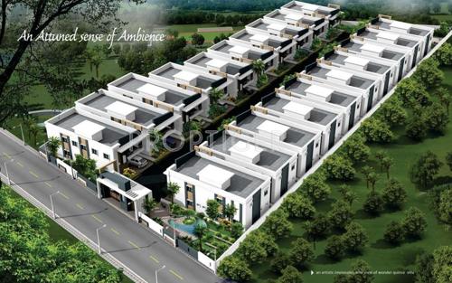 Images for Elevation of Wonder Quince