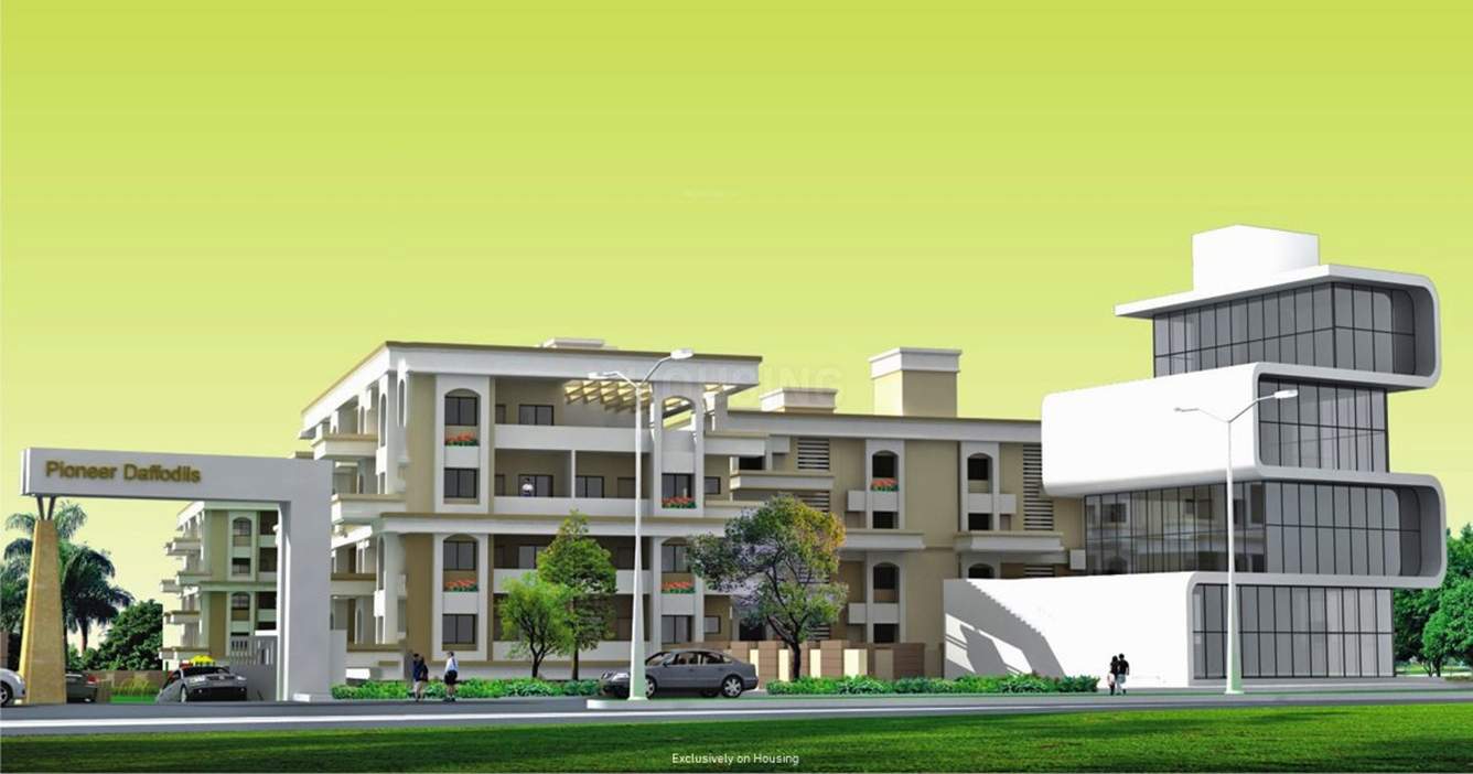 daffodils Images for Elevation of Pioneer Daffodils