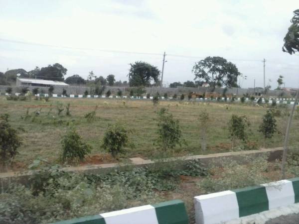 Images for Elevation of Icon PSR Icon Coral