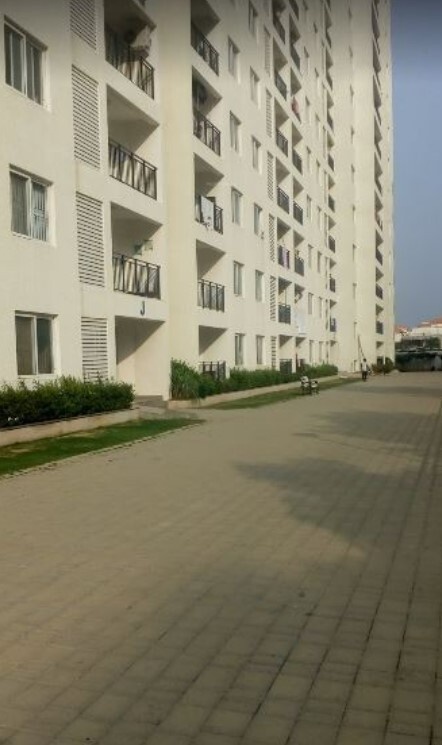  palm retreat daffodils Paved Compound