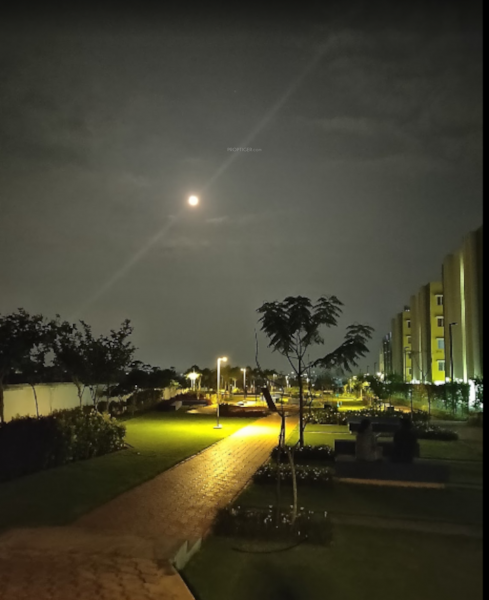 Jogging Track orchids Jogging Track