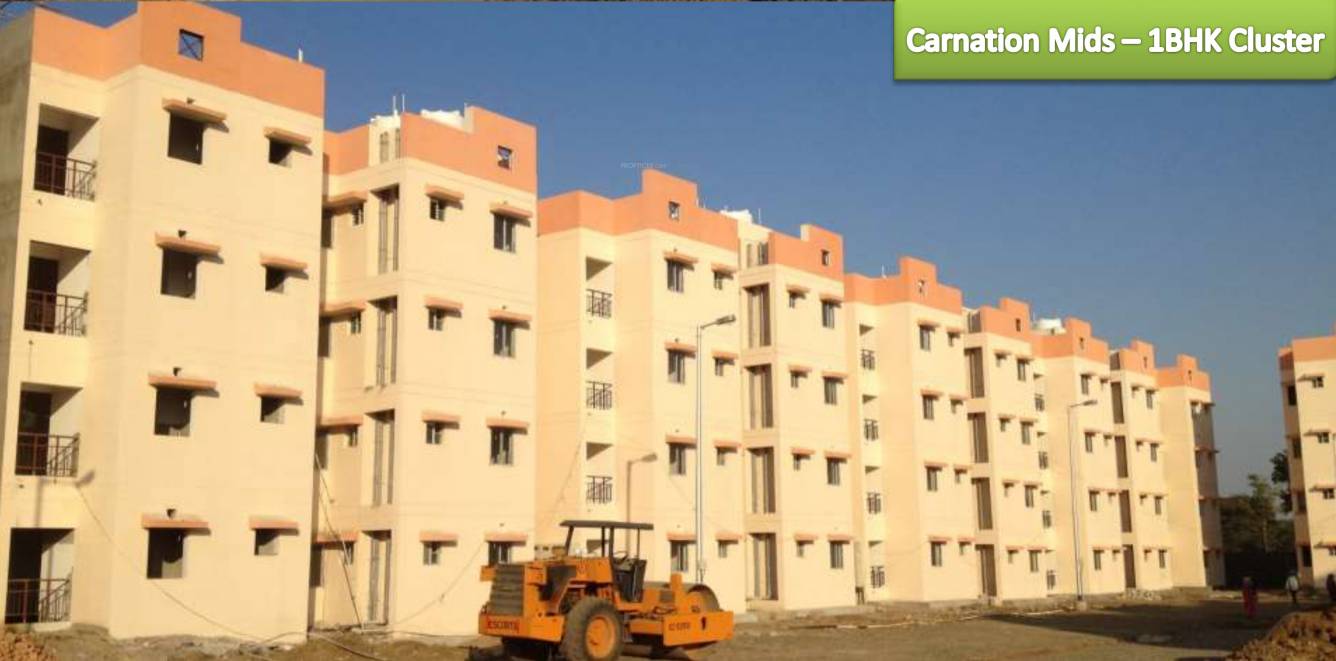 Images for Elevation of Fire Carnation Mids