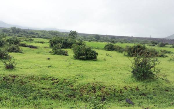 Images for Main Other of Green Earth Backwaters Green Earth