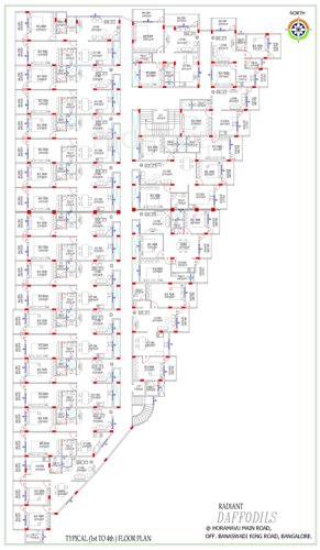  daffodils Images for Cluster Plan of Radiant Daffodils