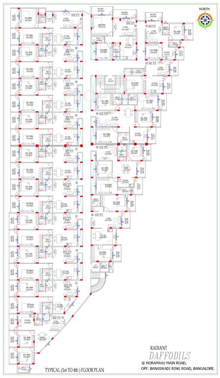  daffodils Images for Cluster Plan of Radiant Daffodils