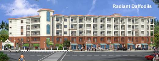 Images for Elevation of Radiant Daffodils