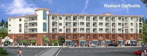  daffodils Images for Elevation of Radiant Daffodils