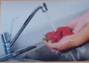  fountain exotica Others