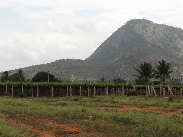 Images for Main Other of Wellnest Hill Crest