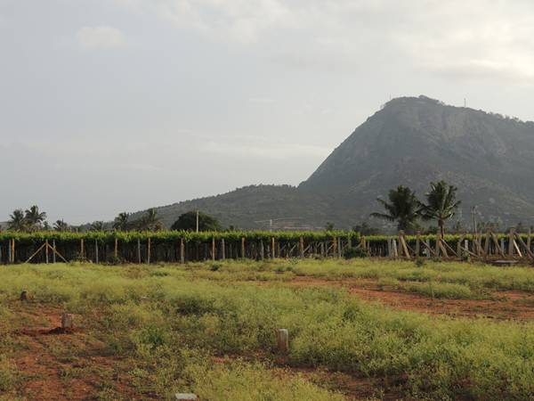 Images for Main Other of Wellnest Hill Crest