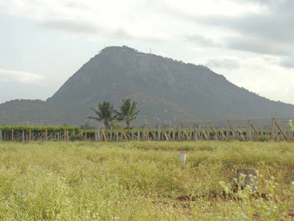 Images for Main Other of Wellnest Hill Crest