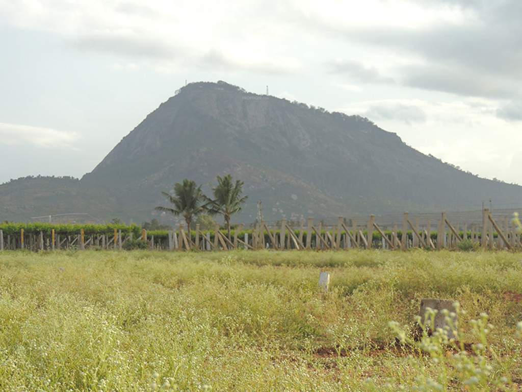 Images for Main Other of Wellnest Hill Crest