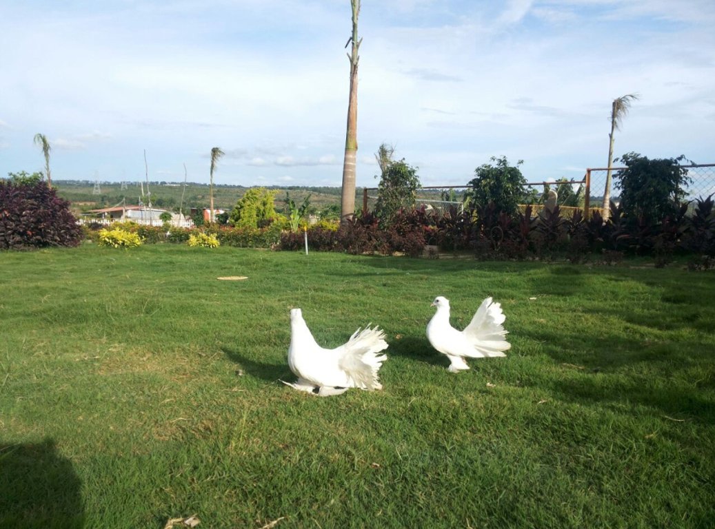 Images for Amenities of Meridian The Hills