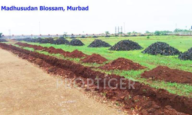 Images for Main Other of Zebra Madhusudhan Blossom