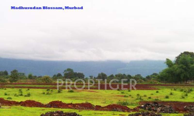 Images for Main Other of Zebra Madhusudhan Blossom