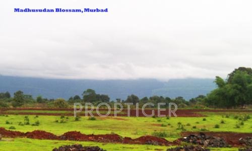 Images for Main Other of Zebra Madhusudhan Blossom Images for Main Other of Zebra Madhusudhan Blossom