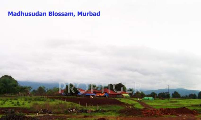 Images for Main Other of Zebra Madhusudhan Blossom