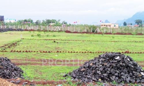 Images for Main Other of Zebra Madhusudhan Blossom Images for Main Other of Zebra Madhusudhan Blossom