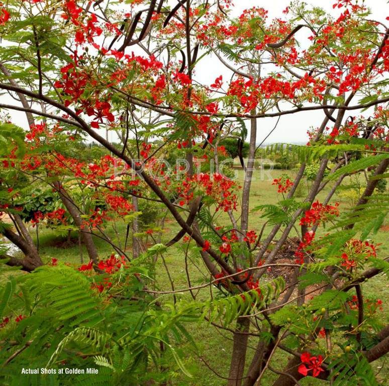 Images for Main Other of Bizpro Golden Mile Villa