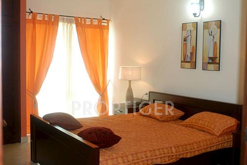  marigold Images for Main Other of Condor Builders Pvt Ltd Marigold