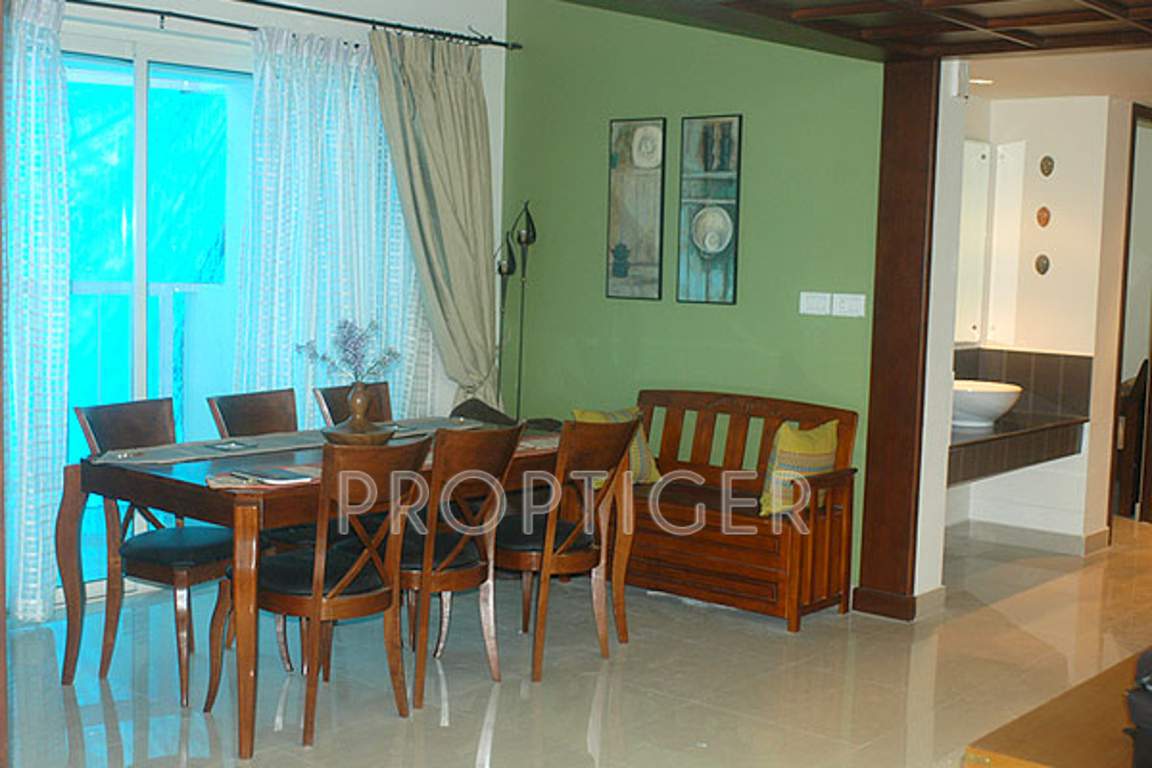 marigold Images for Main Other of Condor Builders Pvt Ltd Marigold