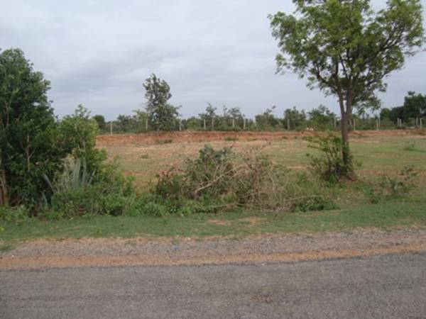  mango-garden-resort Plot