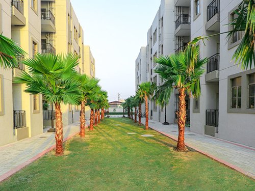  solera Landscape Garden and Tree Planting