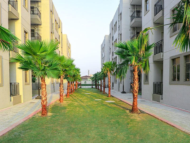 solera Landscape Garden and Tree Planting