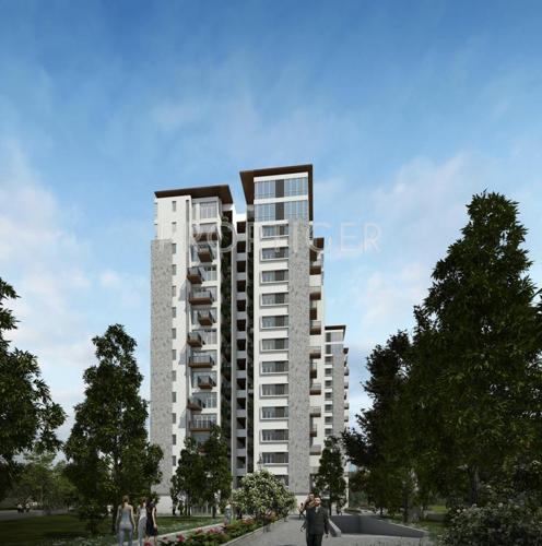 Images for Elevation of Sycon Troica troica Images for Elevation of Sycon Troica