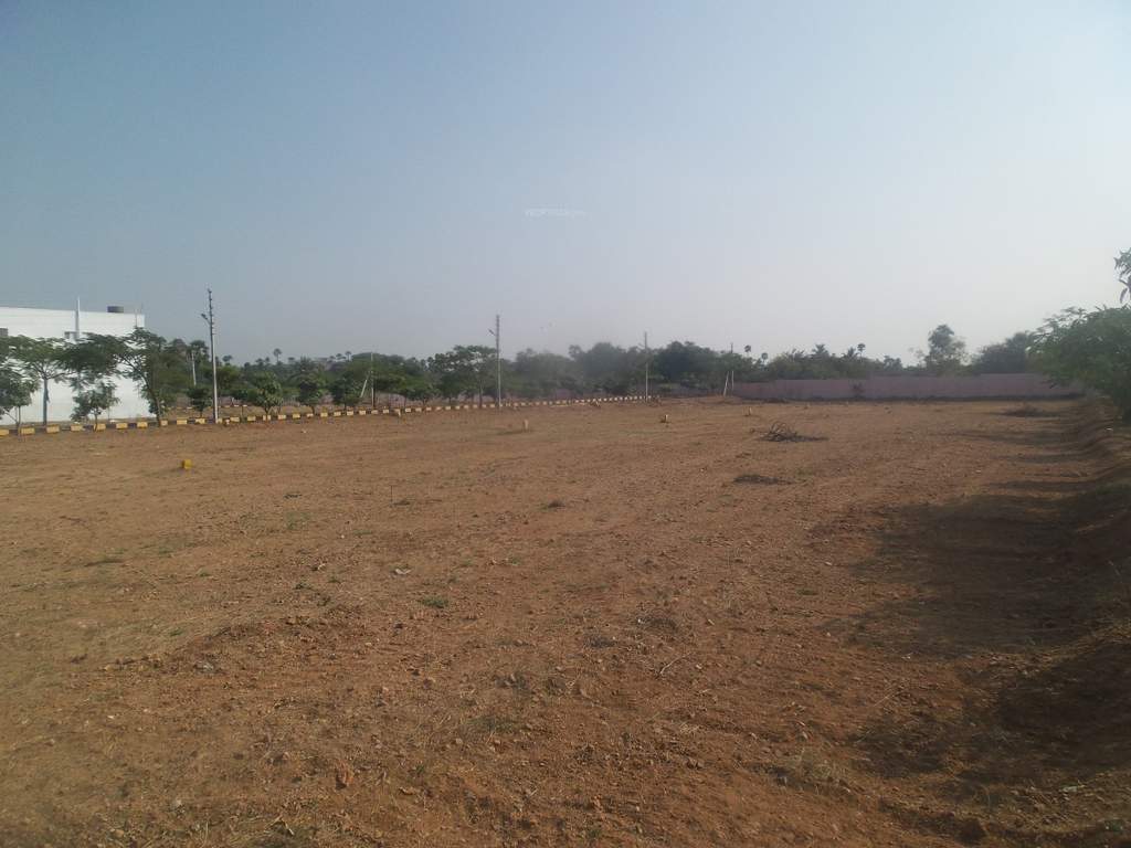  blossom city Elevation