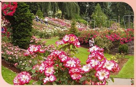  rose-pearl-city Landscaped Gardens