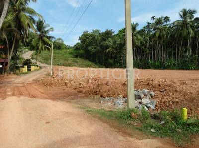 Images for Main Other of Redrocks Blueberry Greens Plots