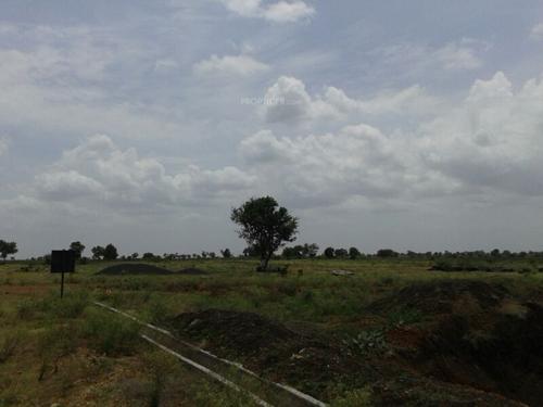 Images for Main Other of Yesh Golden Blossom golden-blossom Images for Main Other of Yesh Golden Blossom