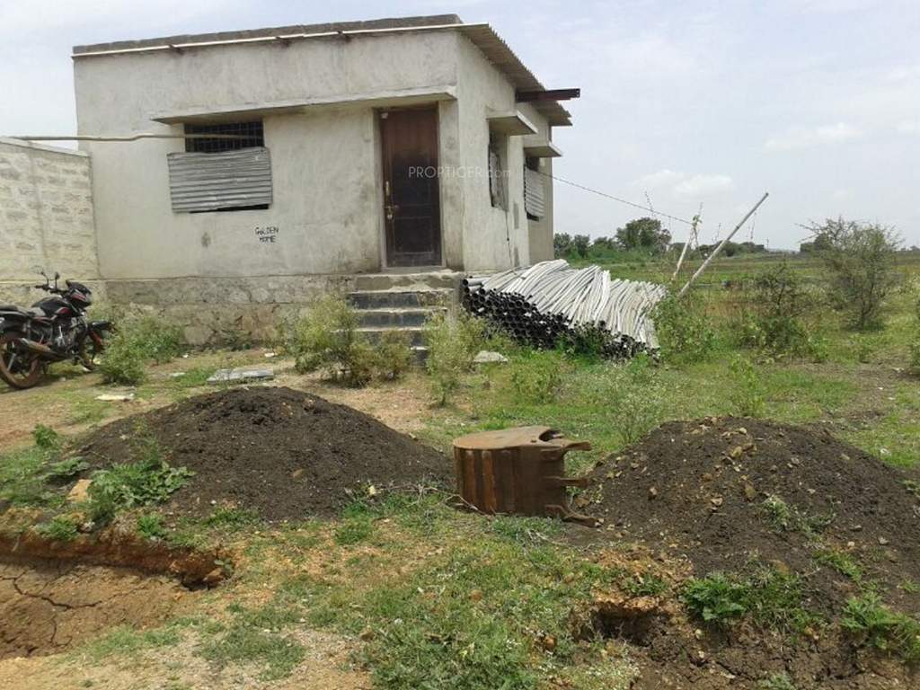  golden blossom Images for Main Other of Yesh Golden Blossom