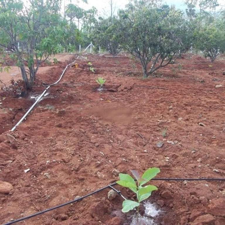 Images for Main Other of Avigna Mango Farms