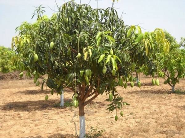Images for Main Other of Avigna Mango Farms