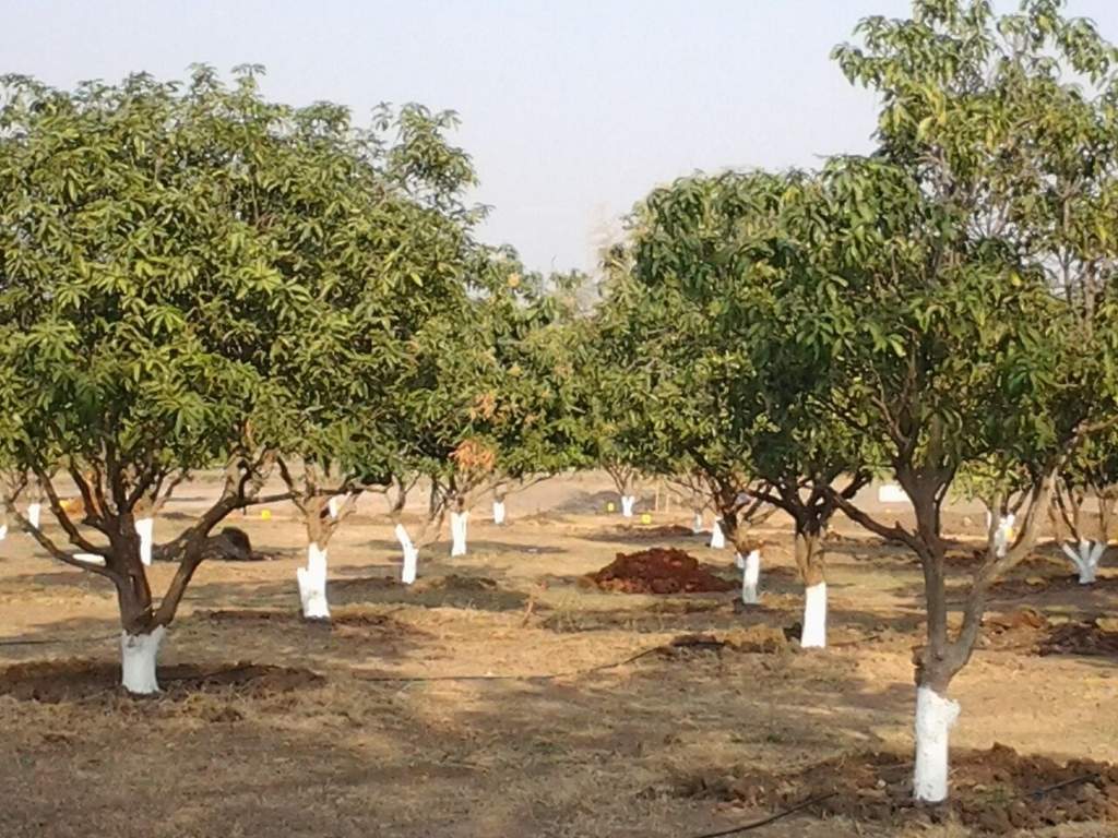 Images for Main Other of Avigna Mango Farms