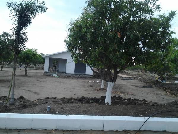 Images for Main Other of Avigna Mango Farms