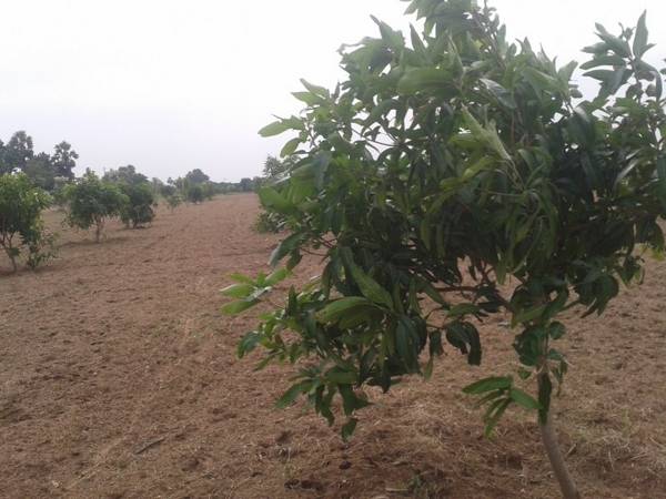 Main Other green-estates pasumai-thottam Main Other