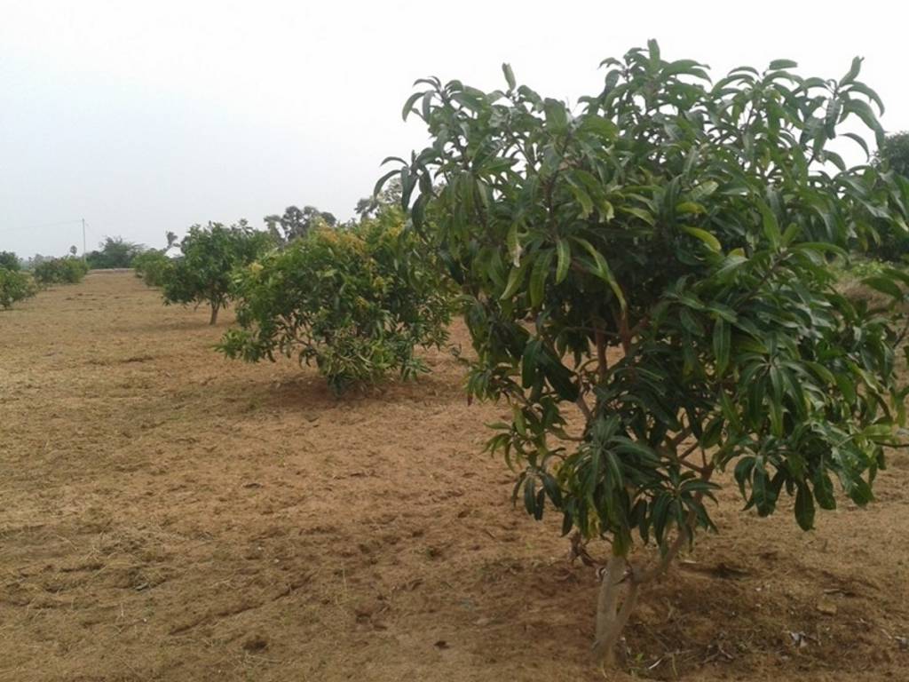 green estates pasumai thottam Main Other