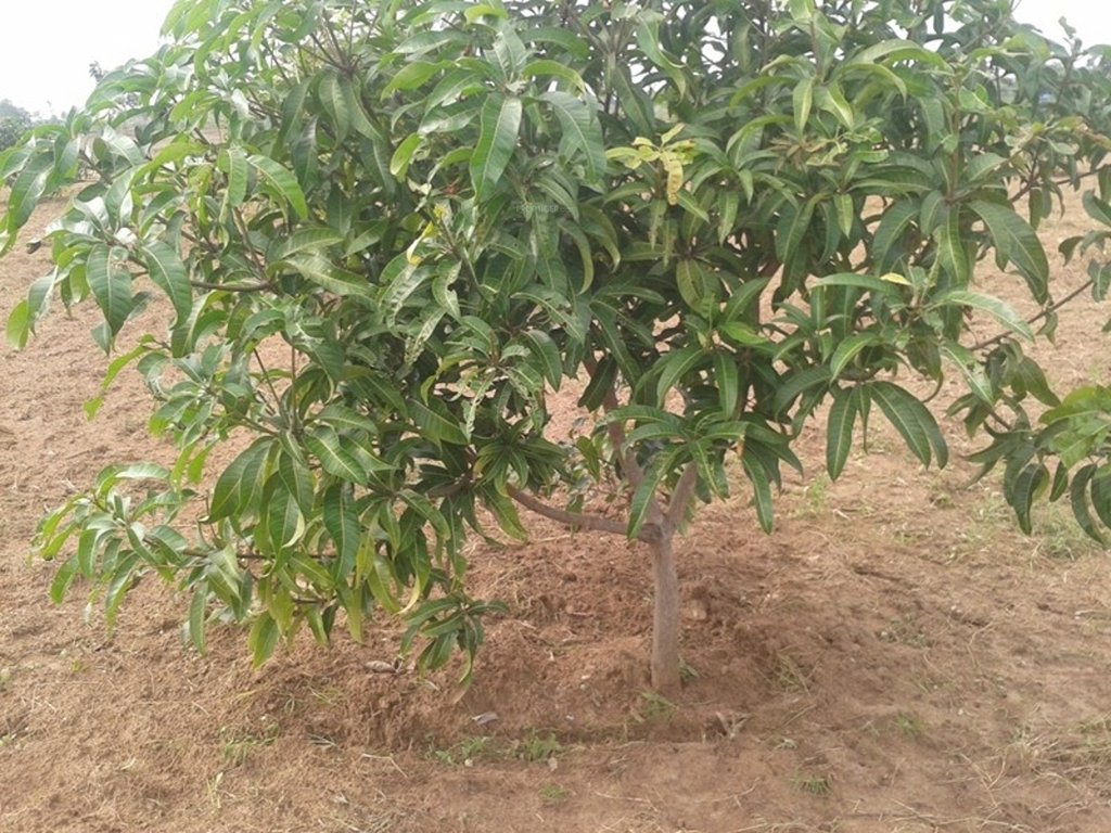 green estates pasumai thottam Main Other