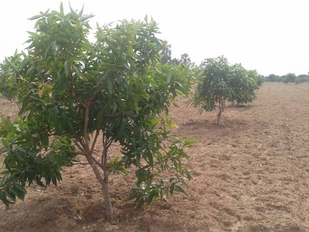 green estates pasumai thottam Main Other