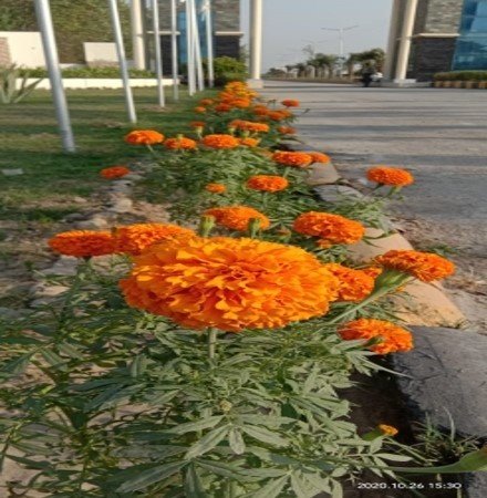  alaknanda plots Plot