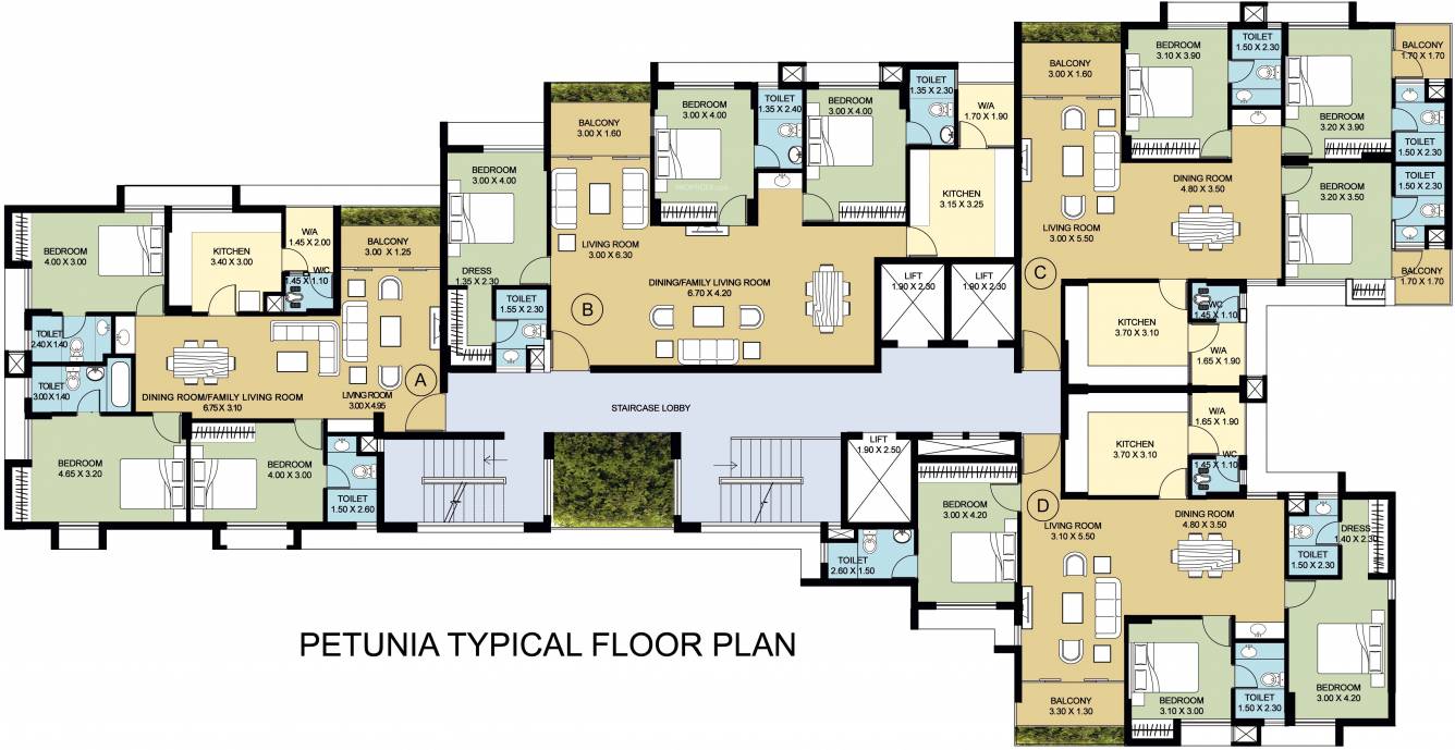 petunia and begonia Petunia Cluster Plan