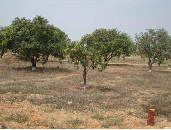 Images for Main Other of Sai Nikita Estates Pvt Ltd Brundavanam III Images for Main Other of Sai Nikita Estates Pvt Ltd Brundavanam III