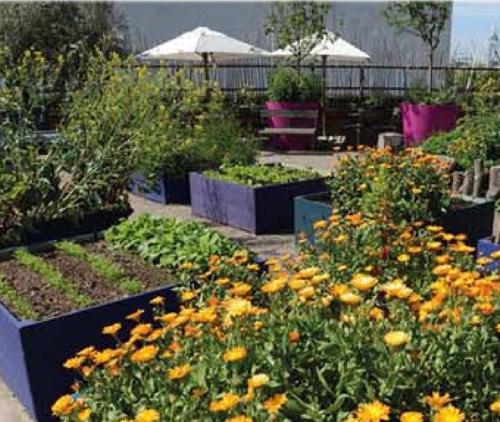 Images for Amenities of Fortune Lotus lotus Images for Amenities of Fortune Lotus