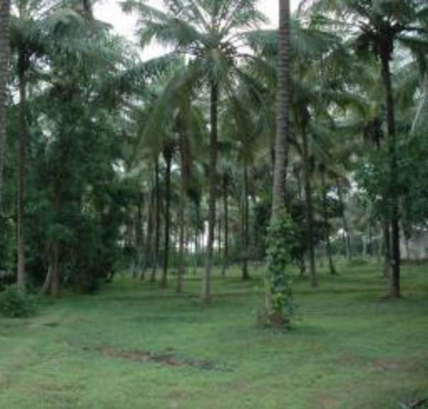 samatha-group woods Main Other