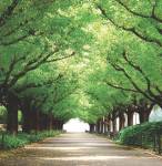 vrinda-eco-garden villas Main Other