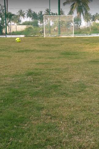  tridax Football Field