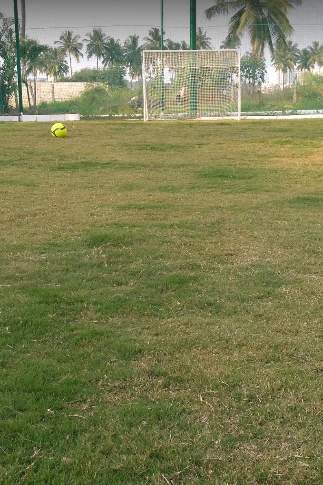  tridax Football Field